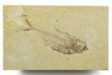 Bargain, Fossil Fish (Diplomystus) - Wyoming #349577-1